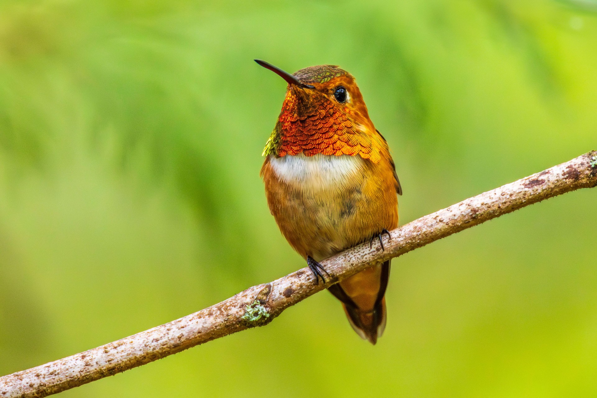 Male Rufous Hummingbird